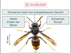 Asiatische Hornisse - jetzt auf Primärnester achten und melden