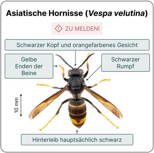 Asiatische Hornisse - jetzt auf Primärnester achten und melden